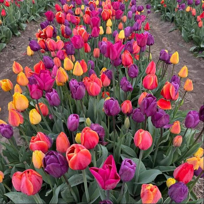 Tulip - Blushing Purple Mix