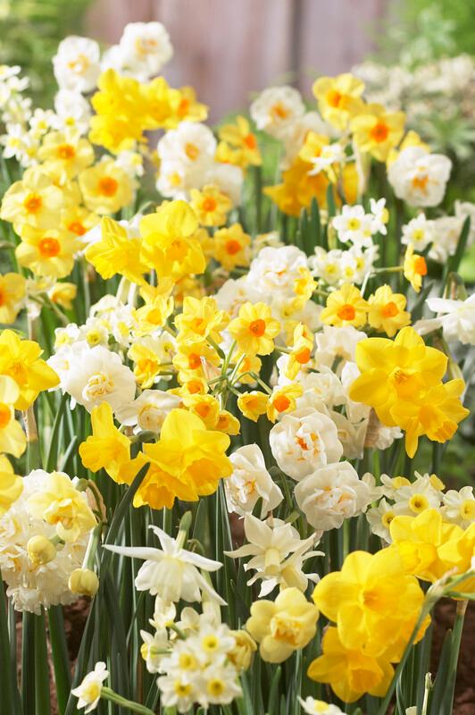 Daffodil - Fragrant Mixture