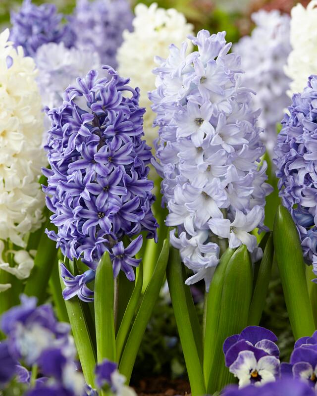 Hyacinth - Mixture The Blues