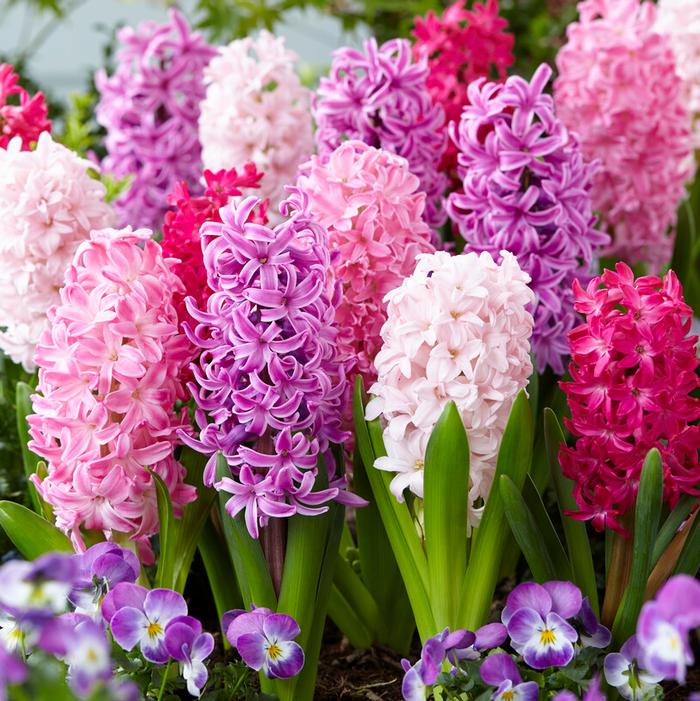 Hyacinth - Mixture The Pinks