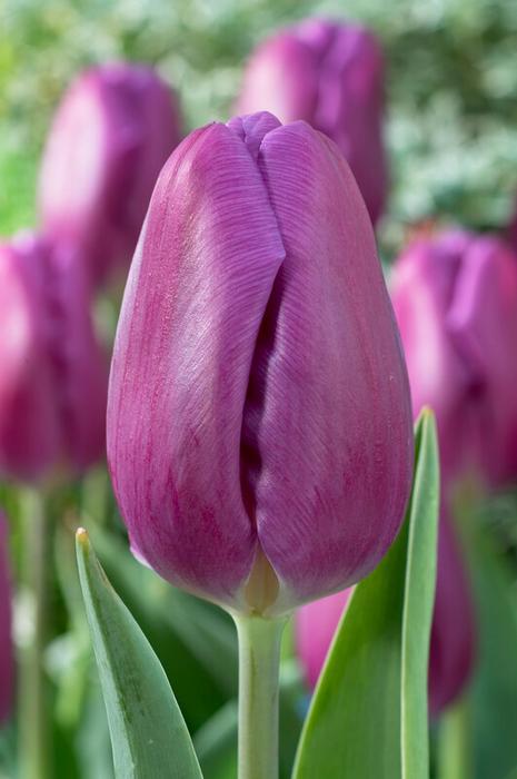Tulip - Purple Flag