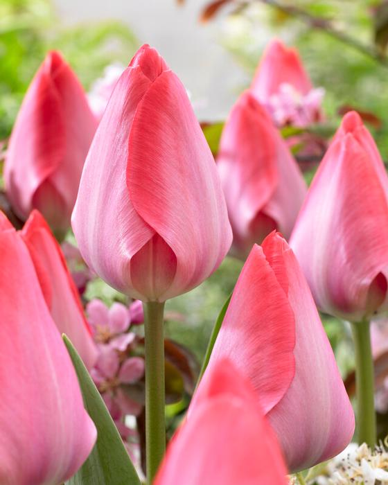 Tulip - Van Eijk