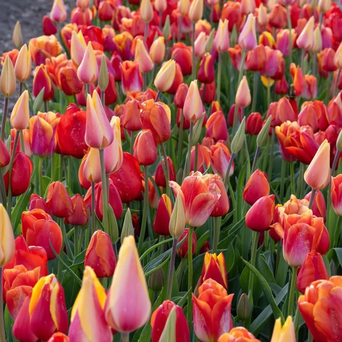Tulip - All Season Orange Mix