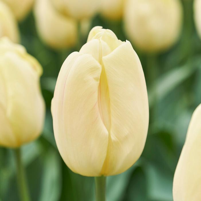 Tulip - Cream Flag