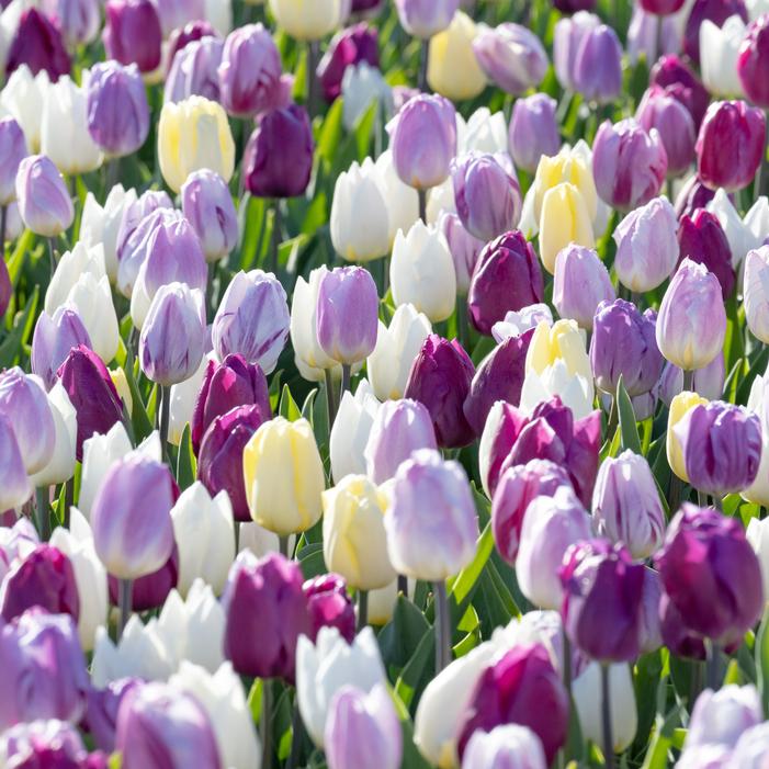 Tulip - Flag Mix