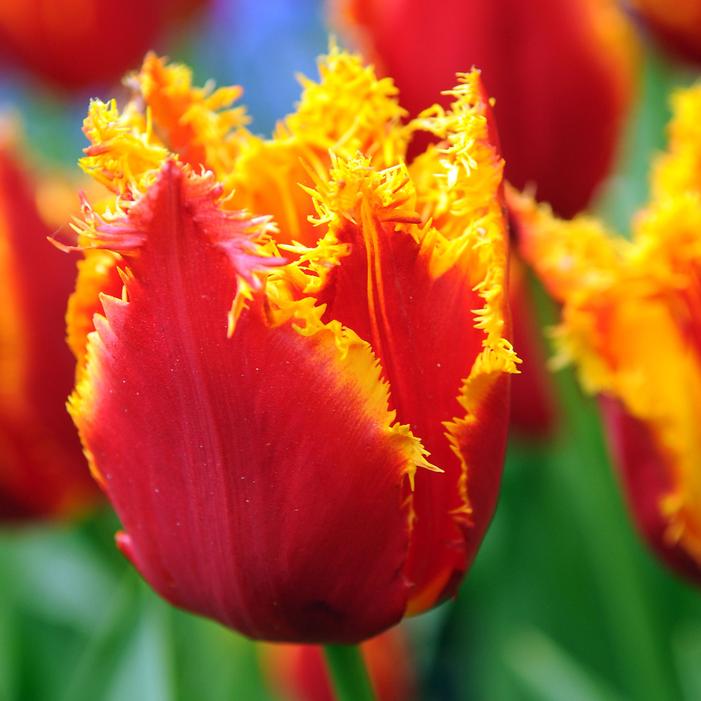 Tulip - Fabio