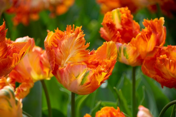 Tulip - Parrot King