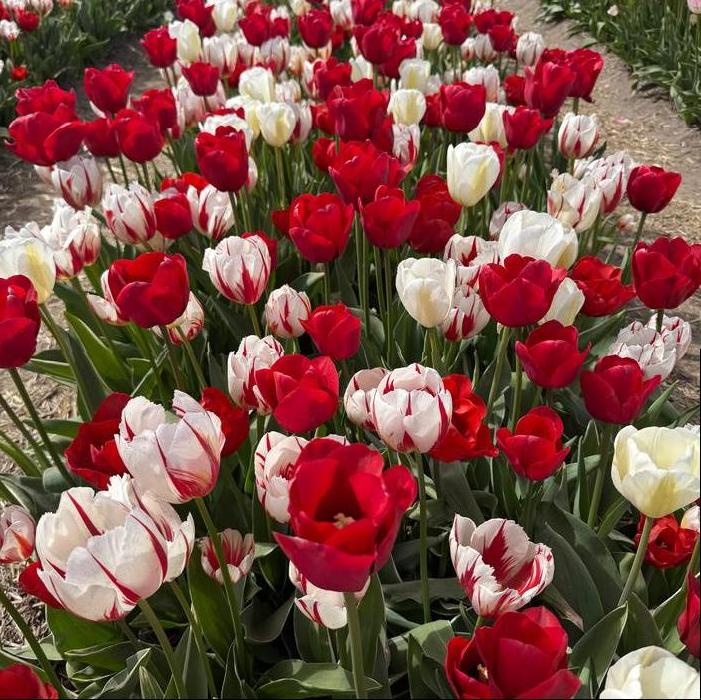 Tulip - Holiday Mix