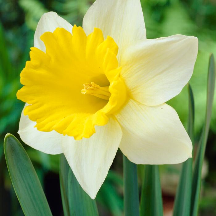 Daffodil - Goblet