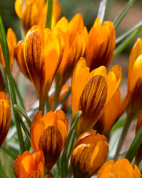 Crocus - Orange Monarch