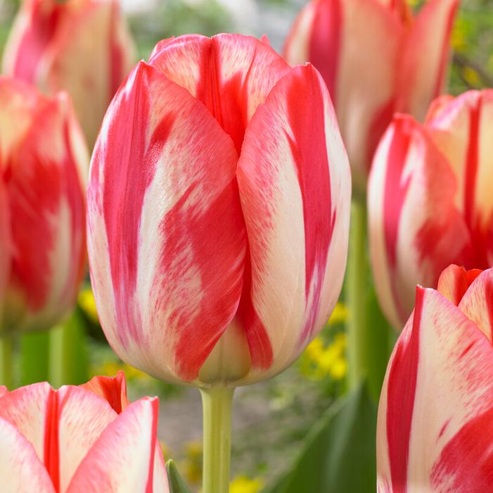Tulip - Spryng Break