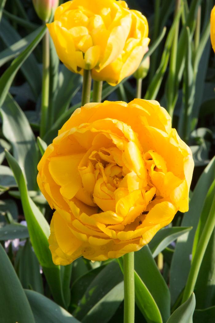 Tulip - Yellow Pomponette
