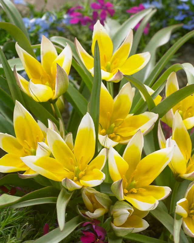 Tulip - Tarda