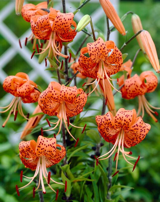 Lily - Splendens