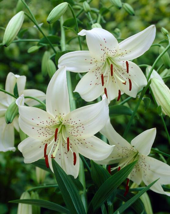 Lily - White Twinkle
