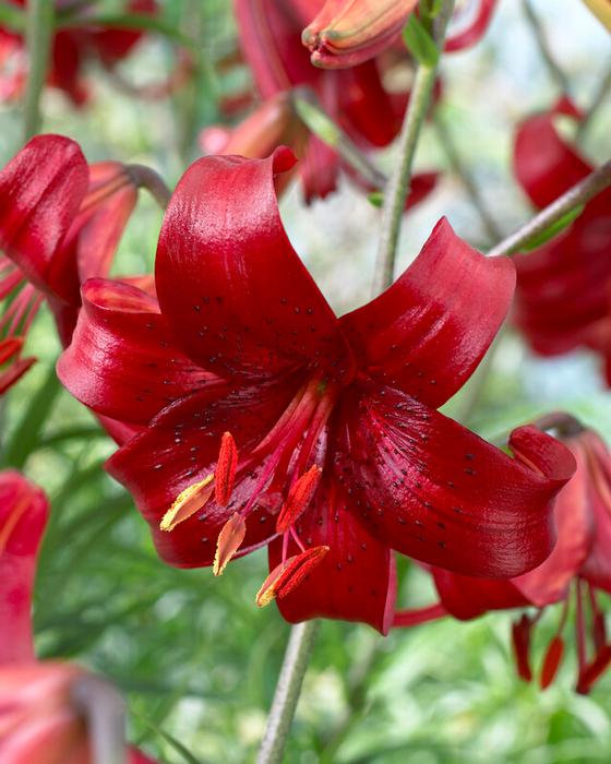 Lily - Red Velvet
