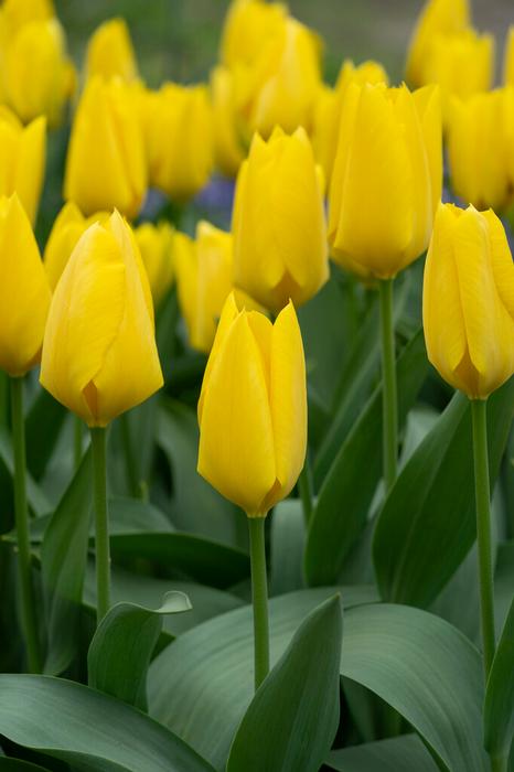 Tulip - Golden Emperor