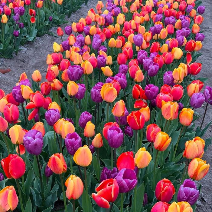 Tulip - Mondriaan Mix
