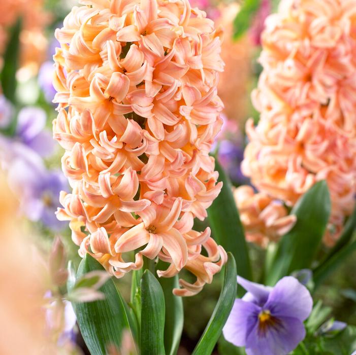 Hyacinth - Gypsy Queen