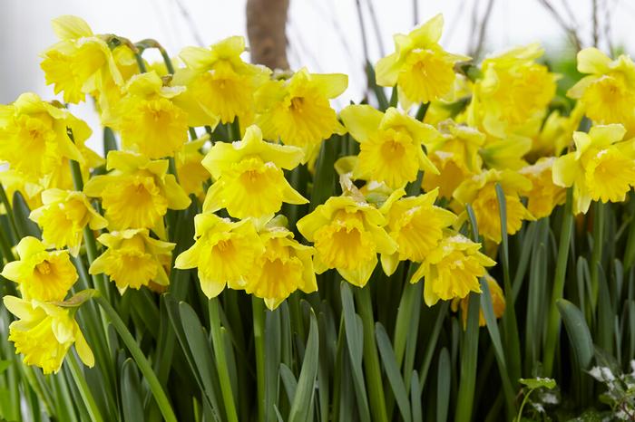 Daffodil - Rijnveld's Early Sensation
