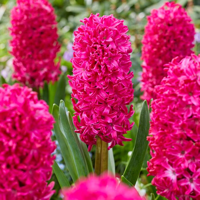 Hyacinth - Jan Bos
