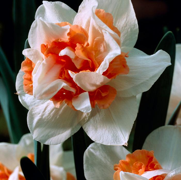 Daffodil - Replete