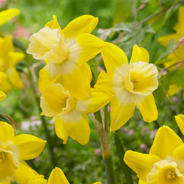 Daffodil - Hillstar