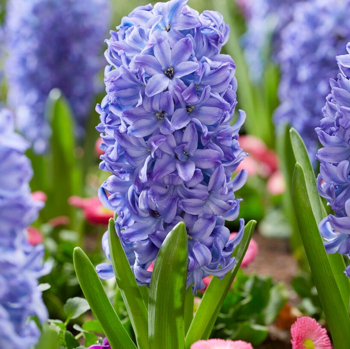 Hyacinth - Aqua