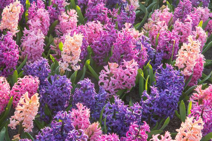 Hyacinth - Cotton Candy Mix