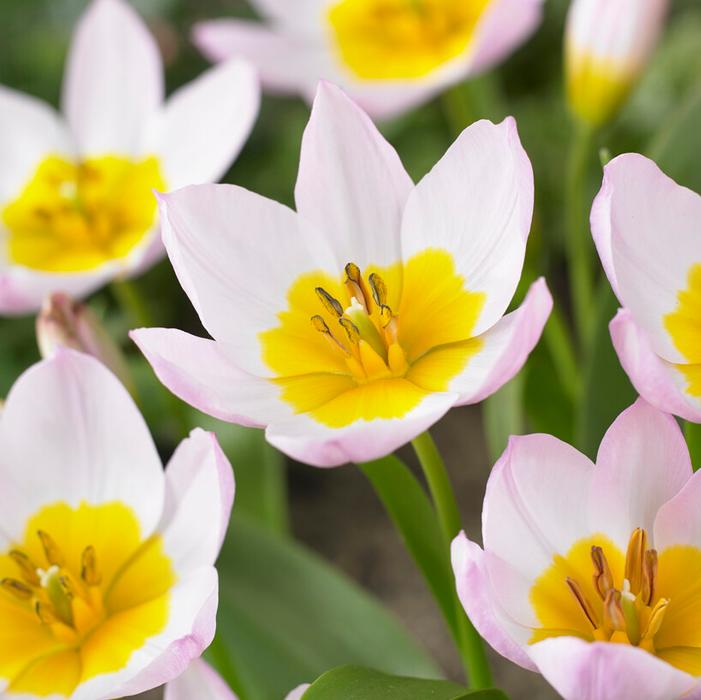 Tulip - Lilac Wonder