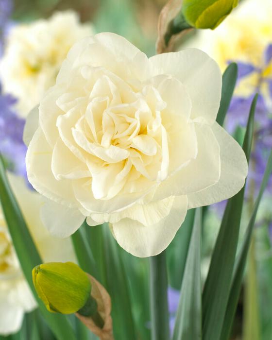 Daffodil - Obdam