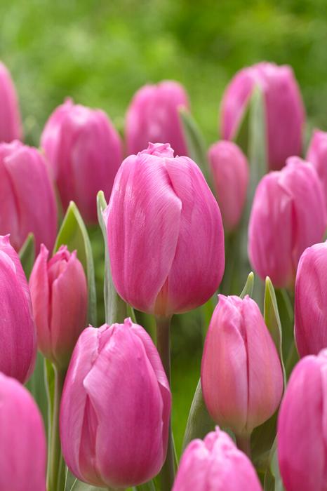 Tulip - Pink Flag