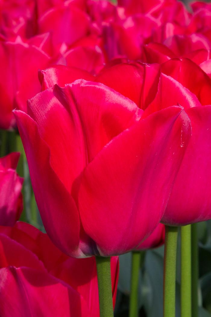 Tulip - Spryng Tide