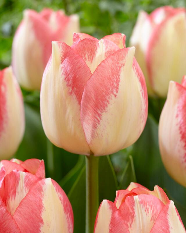Tulip - Spryng Sunrise
