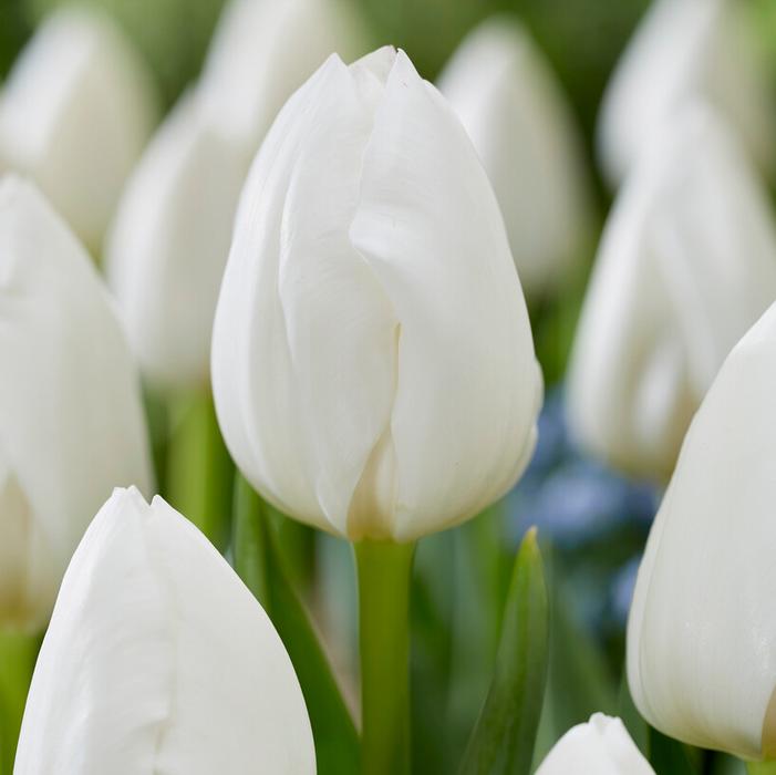 Tulip - Royal Virgin