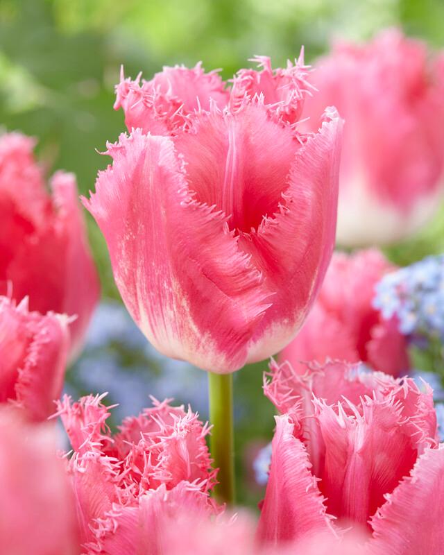 Tulip - Fancy Frills