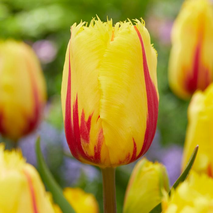 Tulip - Flamenco