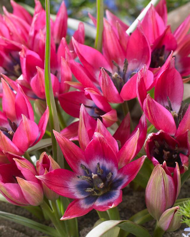 Tulip - Little Beauty