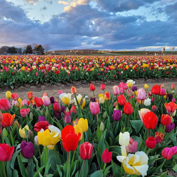 Tulip - All Season Barn Mixture