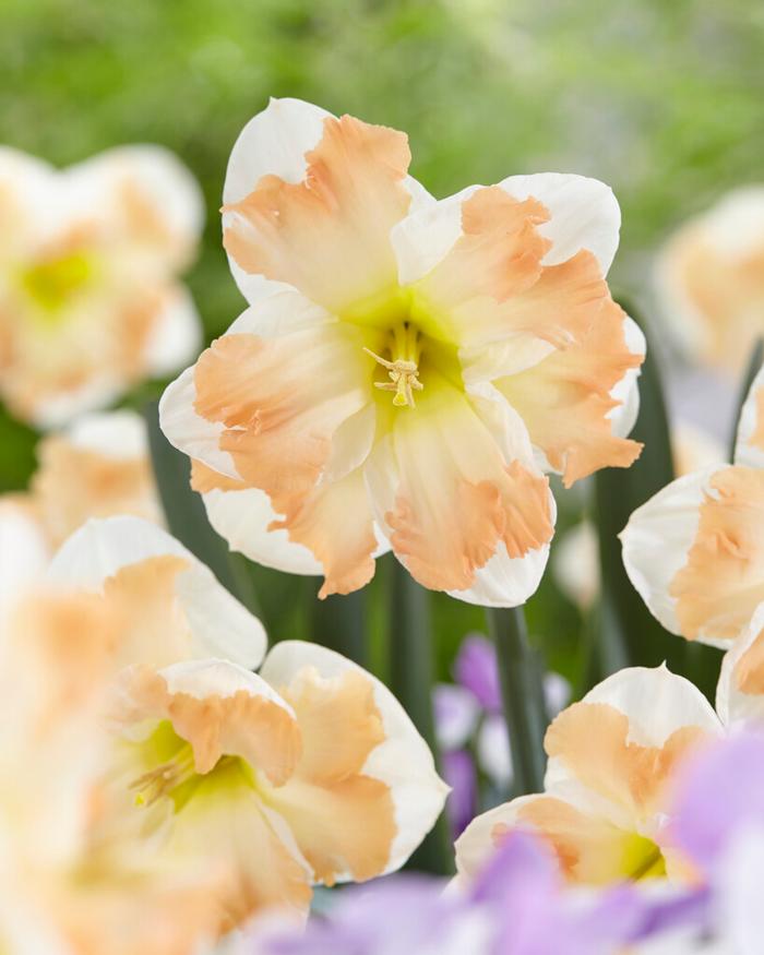 Daffodil - Cum Laude