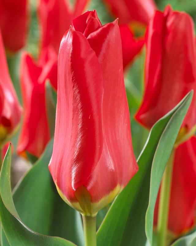 Tulip - Red Emperor