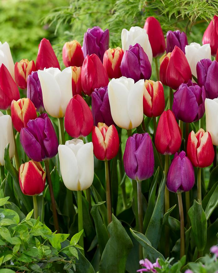 Tulip - Stars & Stripes Mix