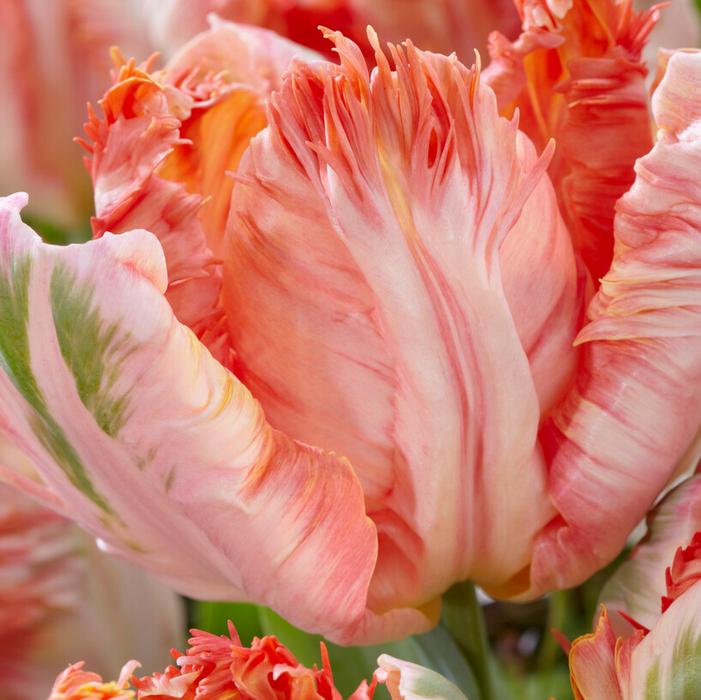 Tulip - Apricot Parrot