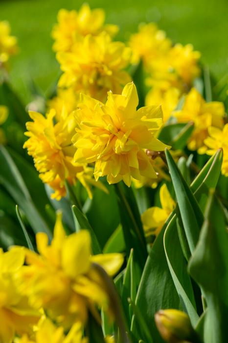 Daffodil - Tete Deluxe
