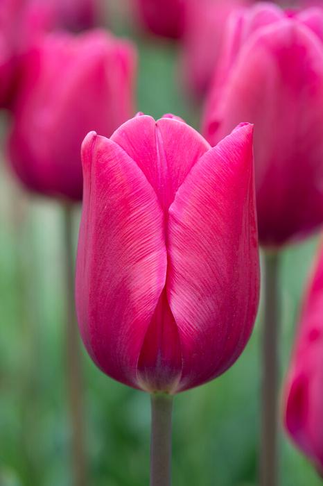 Tulip - Pink Ardour