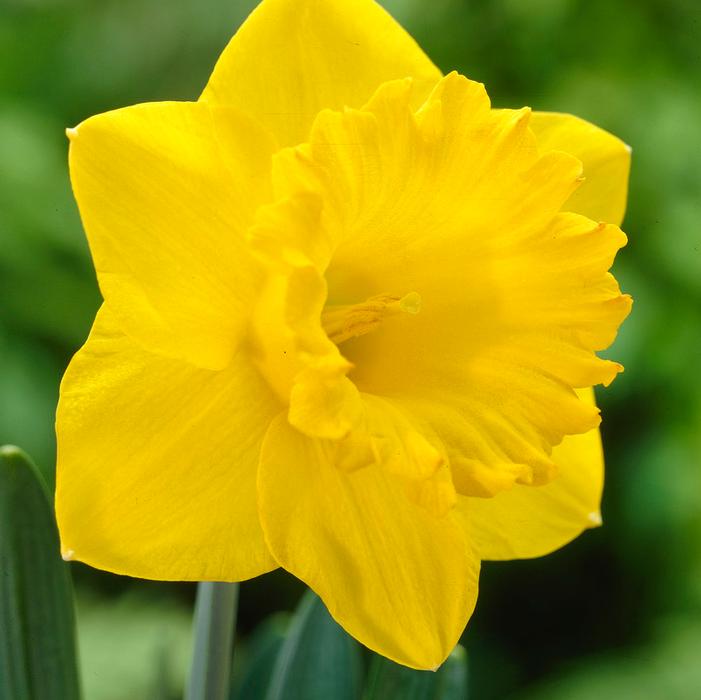 Daffodil - Dutch Master