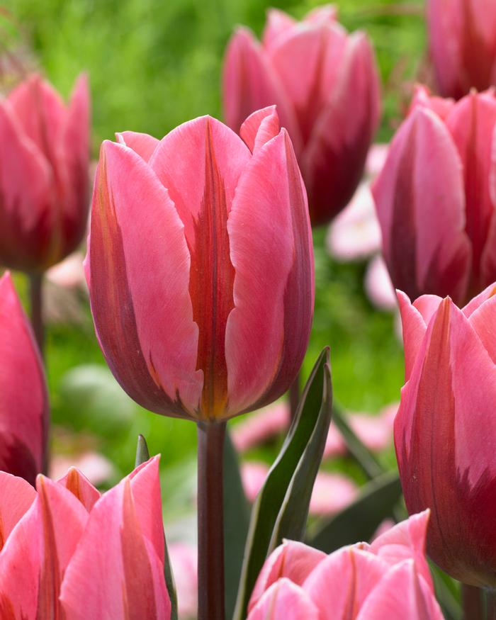 Tulip - Pretty Princess