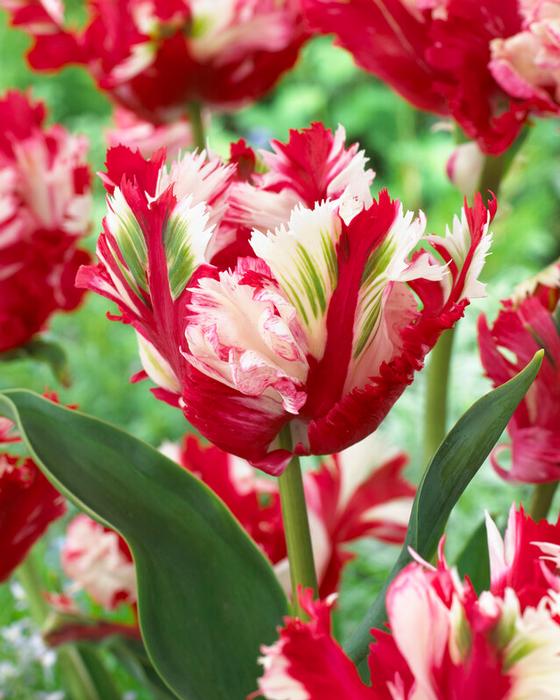 Tulip - Estella Rijnveld