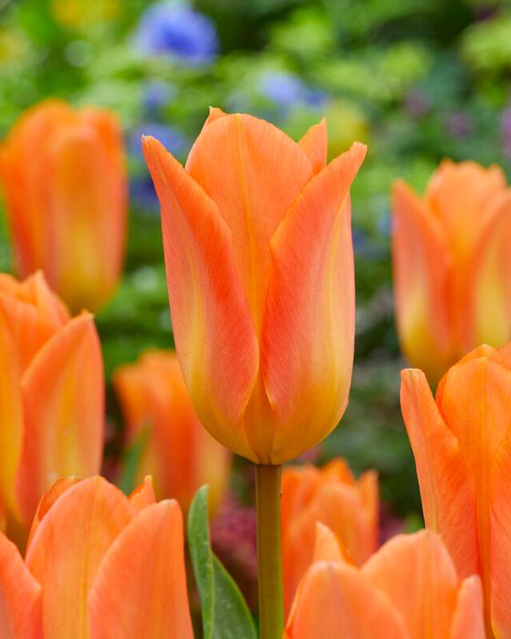 Tulip - Orange Emperor