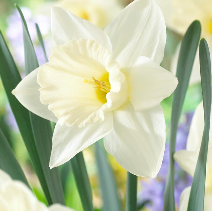Daffodil - Mount Hood